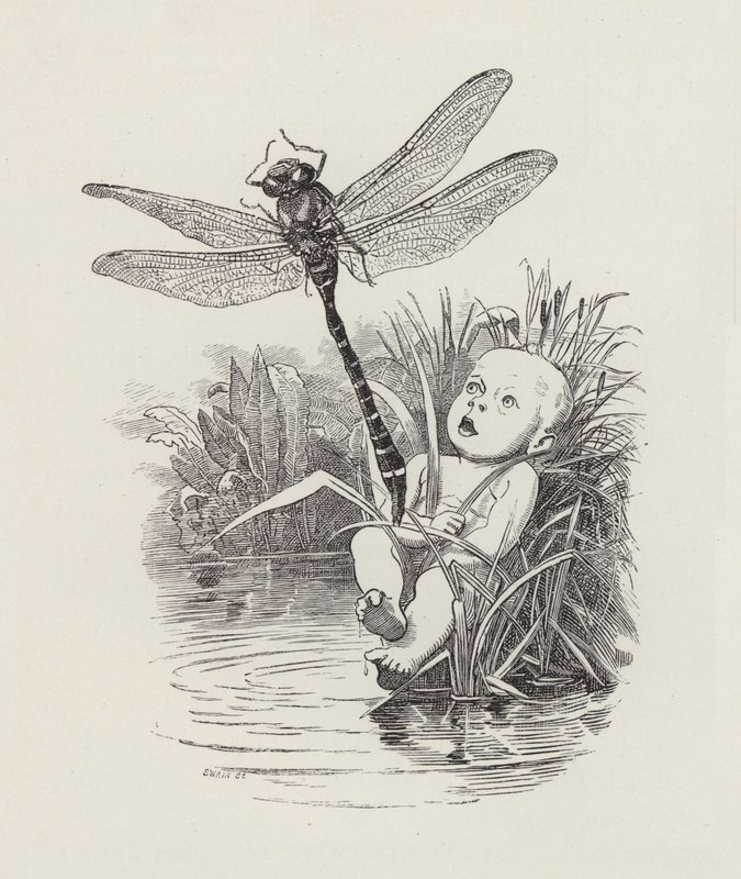Illustration för The Water-Babies av Charles Kingsley (gravyr) av Edward Linley (after) Sambourne