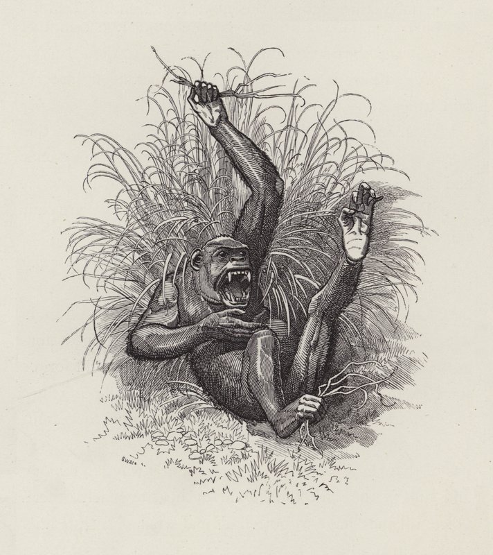 Illustration för The Water-Babies av Charles Kingsley (gravyr) av Edward Linley (after) Sambourne