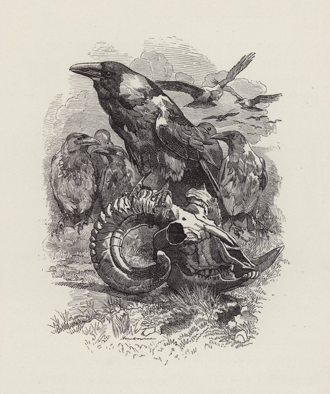 Illustration för The Water-Babies av Charles Kingsley (gravyr) av Edward Linley (after) Sambourne