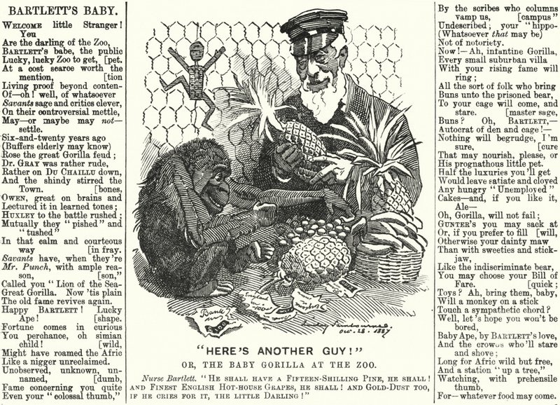 Punch tecknad: Abraham Dee Bartlett, föreståndare för London Zoo, och en babygorilla (gravyr) av Edward Linley (after) Sambourne