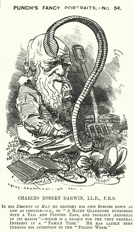 Punch tecknad: Charles Darwin, engelsk naturforskare och biolog (gravyr) av Edward Linley (after) Sambourne