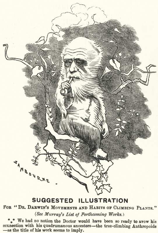 Punch tecknad: Föreslagen illustration för Dr Darwins rörelser och vanor av klätterväxter (gravyr) av Edward Linley (after) Sambourne