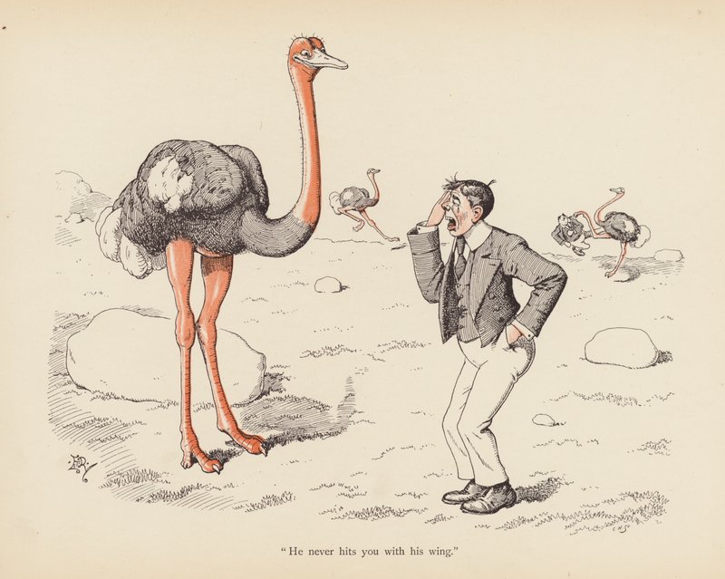 Tails with a Twist: Strutsen (färg litho) av Edward Tennyson Reed