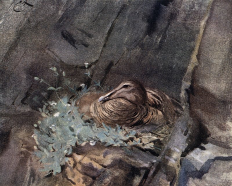 Ejder på boet av Edwin John Alexander