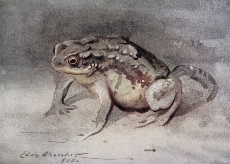Padda av Edwin John Alexander
