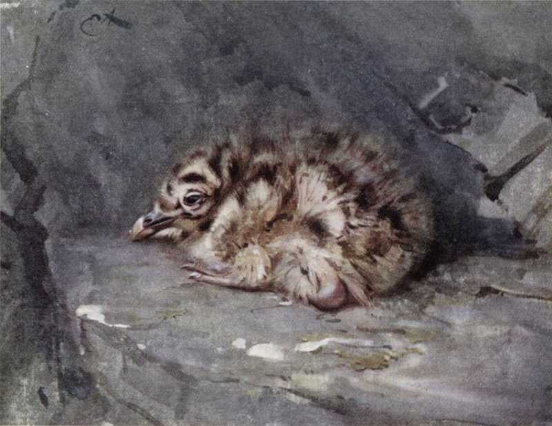 Ung svartrygg av Edwin John Alexander