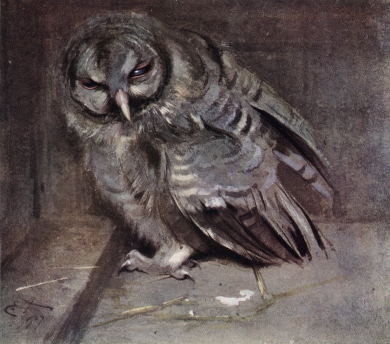 Ung brun uggla av Edwin John Alexander