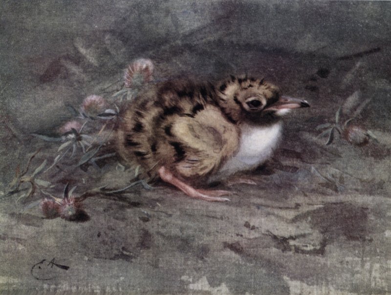 Ung tonåring av Edwin John Alexander