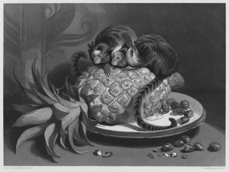 The Marmozettes, från bilden i Kungliga Samlingen (gravyr) av Edwin (after) Landseer