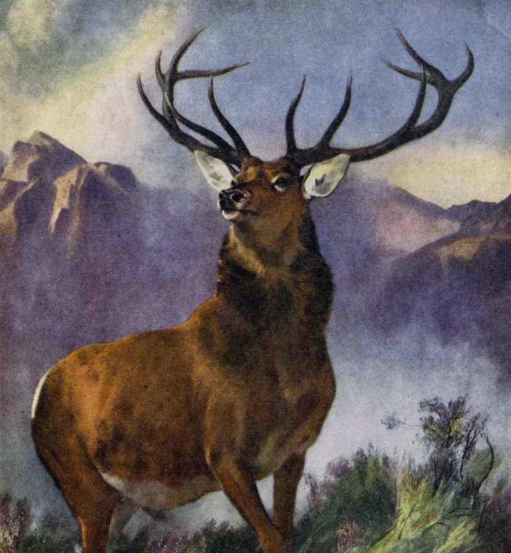 The Monarch of the Glen (färg litho) av Edwin (after) Landseer