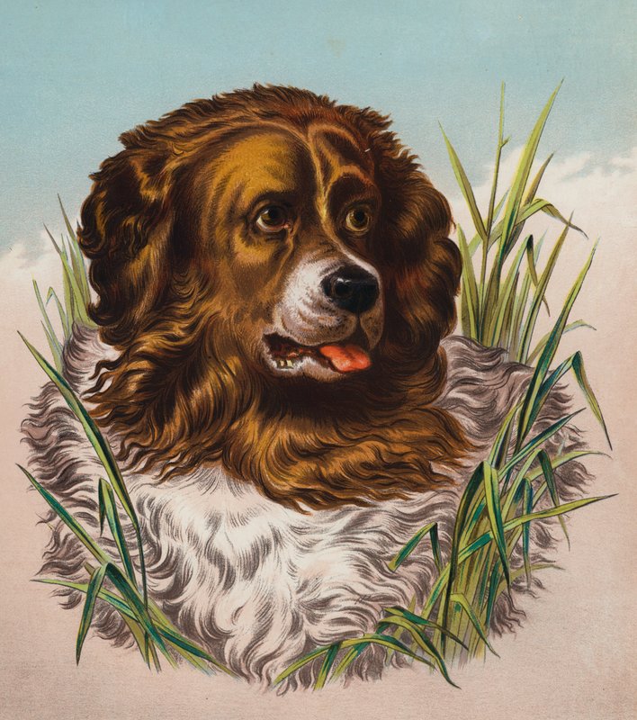 Newfoundland (färglitografi) av Edwin (after) Landseer