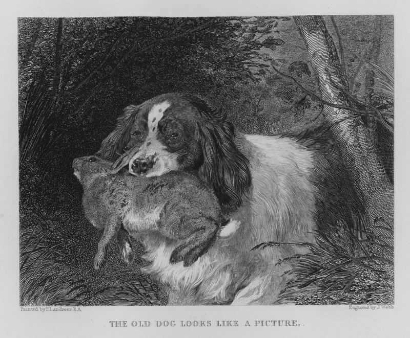 Den gamla hunden ser ut som en bild (gravyr) av Edwin (after) Landseer