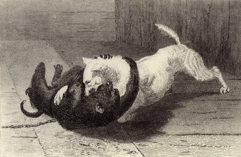Exempel X, hundslagsmål med apa av Edwin Landseer
