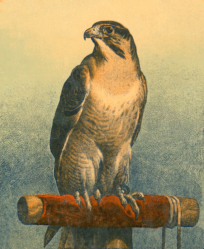 Falk av Edwin Landseer