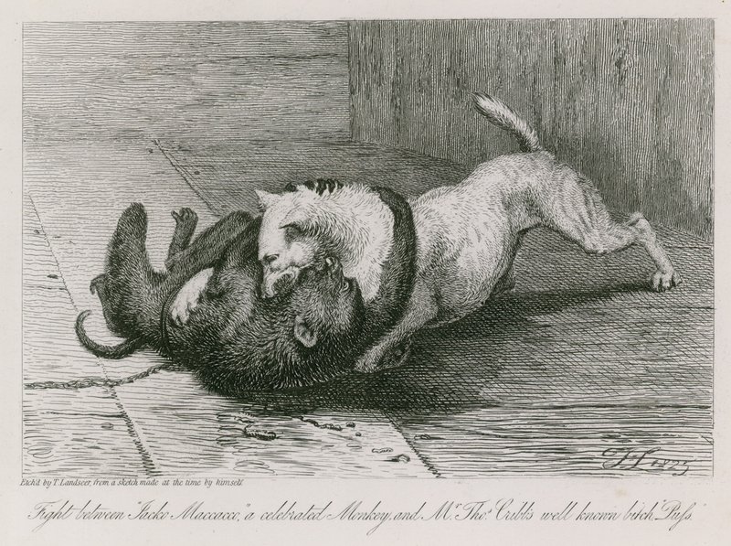Slåss mellan Jacco Macacco, en hyllad apa, och Thomas Cubbs välkända tik, Puss av Edwin Landseer