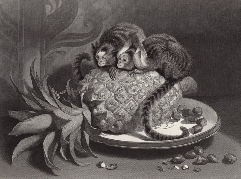 Marmozettes av Edwin Landseer