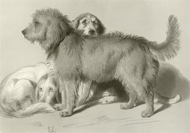 De tre hundarna av Edwin Landseer
