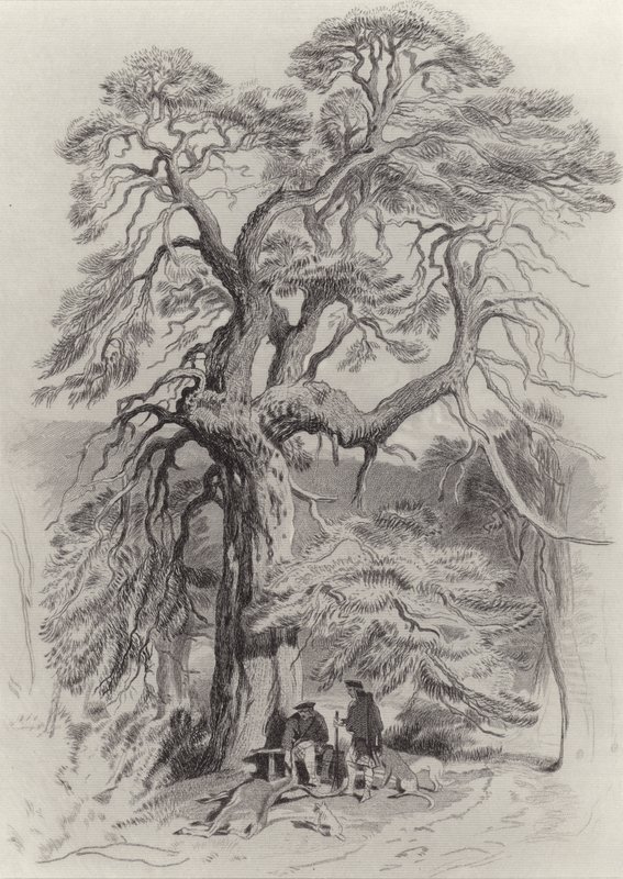 Under den gamla granen av Edwin Landseer