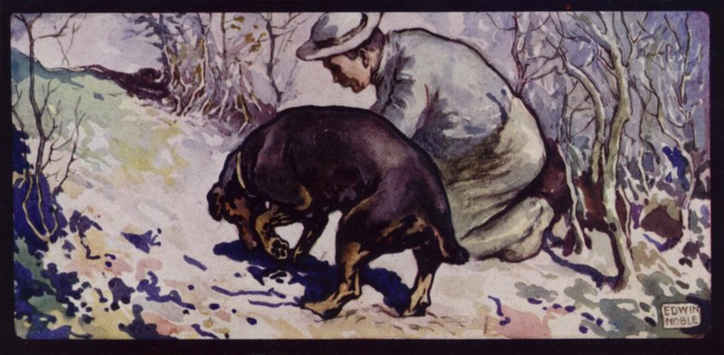 En engelsk tryffeljakthund (litho i färg) av Edwin Noble