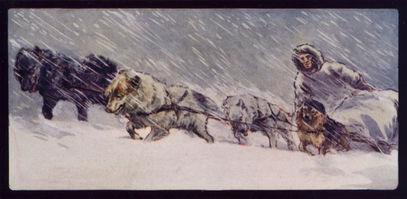 Ett Esquimaux Sledge Dog Team (färgfoto) av Edwin Noble