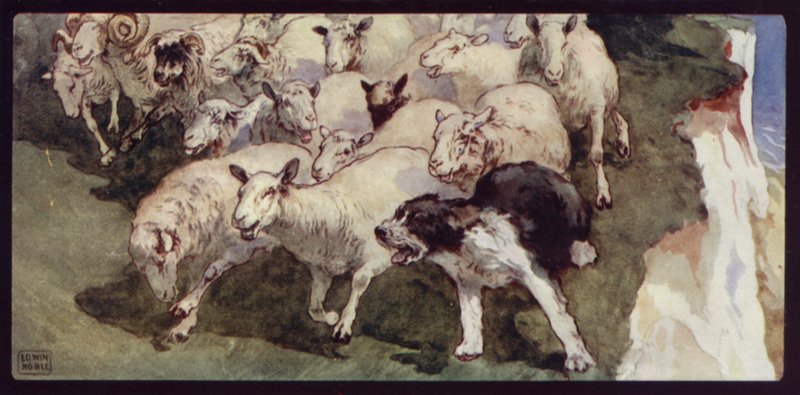 Bobtailed fårhund och flock på klipporna (färg litho) av Edwin Noble
