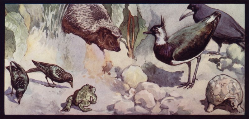 Fiender av masken och snigeln (färg litho) av Edwin Noble