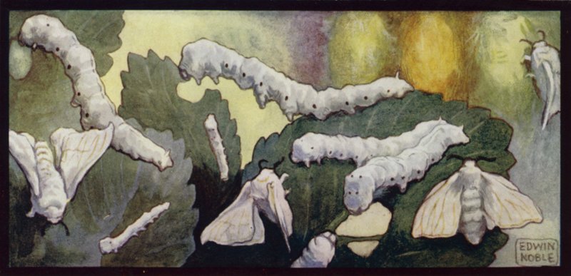 Silkesmaskar och malar som matar (färg litho) av Edwin Noble
