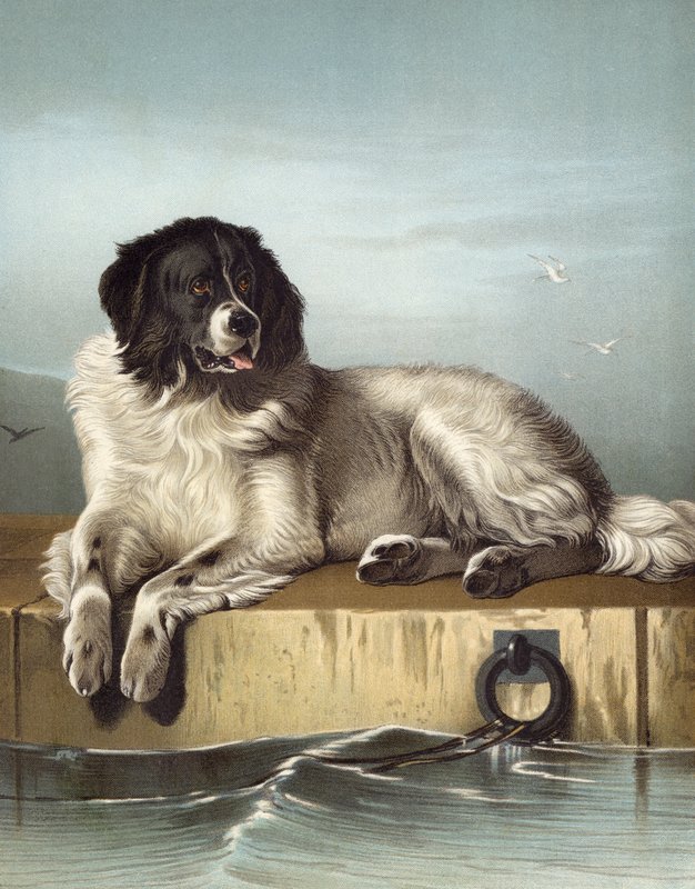 En framstående medlem av Humane Society av Edwin after Landseer