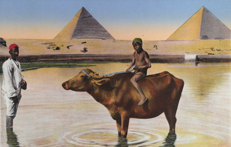 Kairo, pyramider och bufflar på Nilen (färgfoto) av Egyptian Photographer