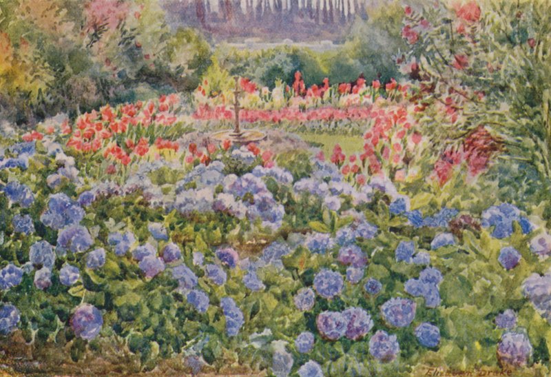 Blå hortensior och rosa cannas, Alphen, Wynberg (färglitografi) av Elizabeth Drake