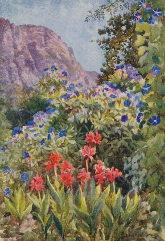 Blå Ipomoea och Cannas, Bishopscourt, nära Kapstaden (färglitografi) av Elizabeth Drake