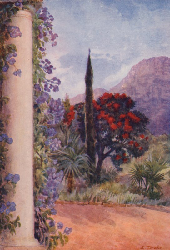 Mörkröd eukalyptus och Solanum Wendlandii vid Paradise, Claremont (färglitografi) av Elizabeth Drake