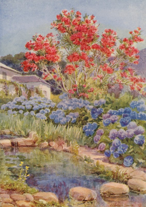 Hortensior vid vattnet, Bishopscourt, nära Kapstaden (färglitografi) av Elizabeth Drake