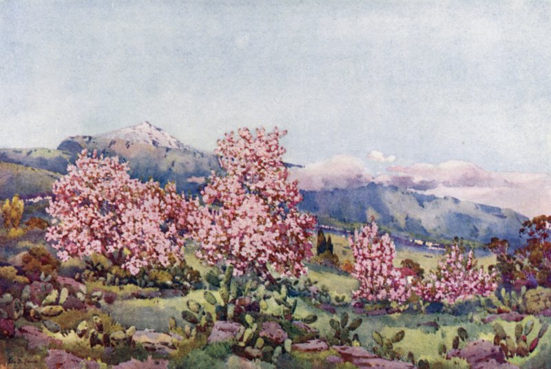 Almond Blossom, Valley of Orotava (färg litho) av Ella Du Cane