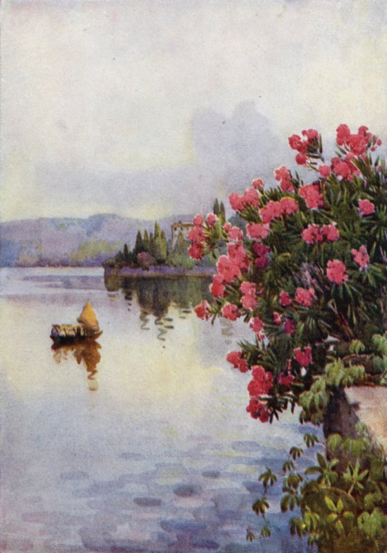 Oleander (färg litho) av Ella Du Cane