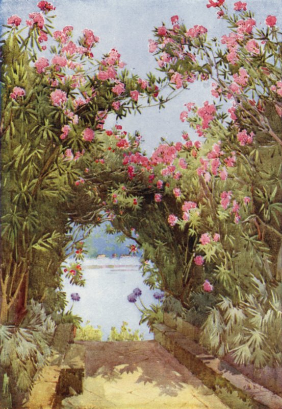 Oleanders, Isola Madre, Lago Maggiore (färg litho) av Ella Du Cane