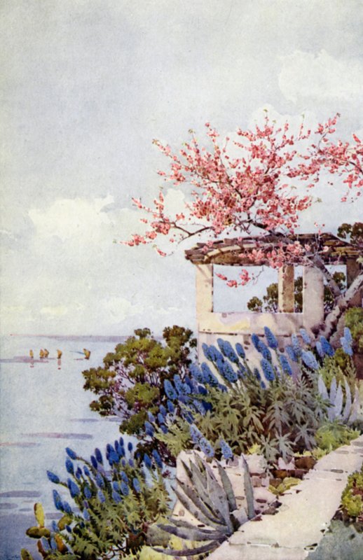 Pride of Madeira and Peach Blossom (färg litho) av Ella Du Cane