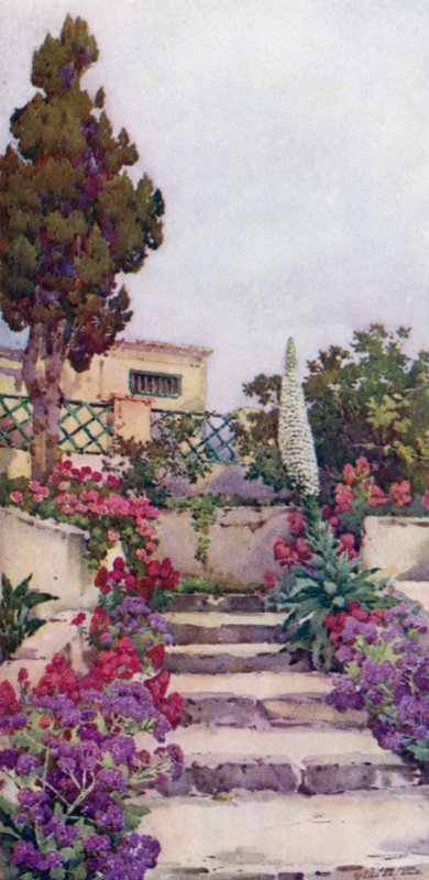 Statices and Pride of Teneriffe (färg litho) av Ella Du Cane