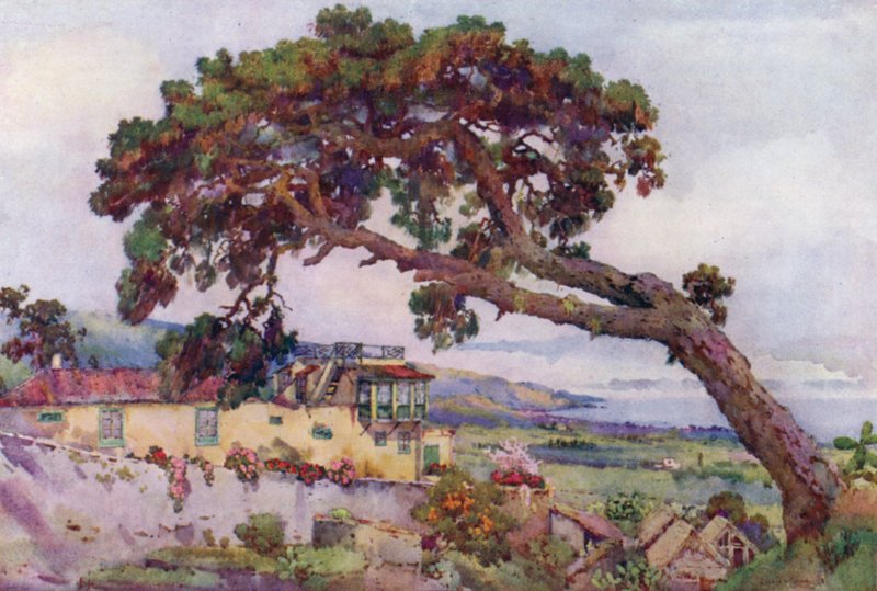 The Canary Pine (färg litho) av Ella Du Cane