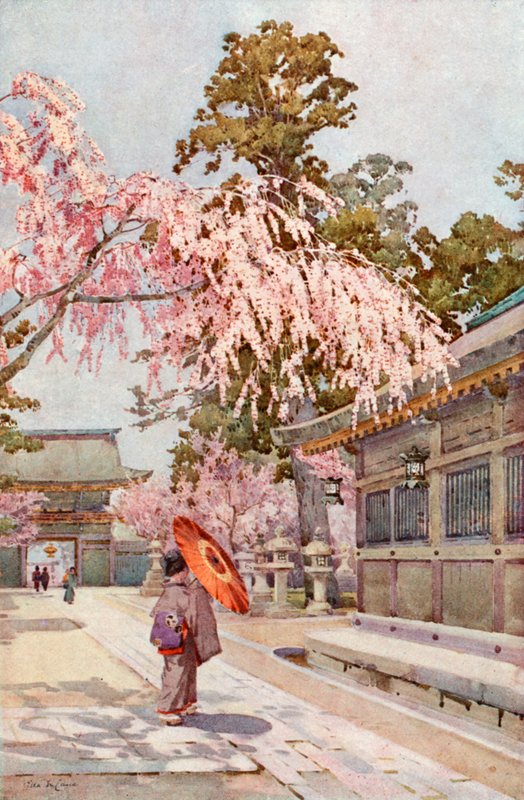 The Drooping Cherry (färg litho) av Ella Du Cane