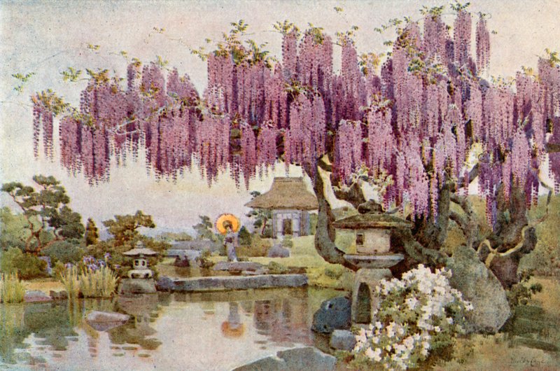 Den gamla Wistaria (färg litho) av Ella Du Cane