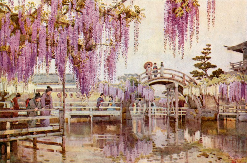 Wistaria, Kameido (färg litho) av Ella Du Cane