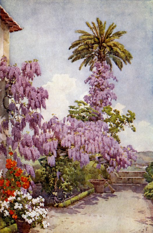 Wistaria, Quinta Da Levada (färg litho) av Ella Du Cane