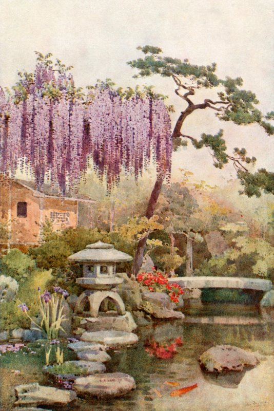 Wistaria i en Kyoto-trädgård (färg litho) av Ella Du Cane