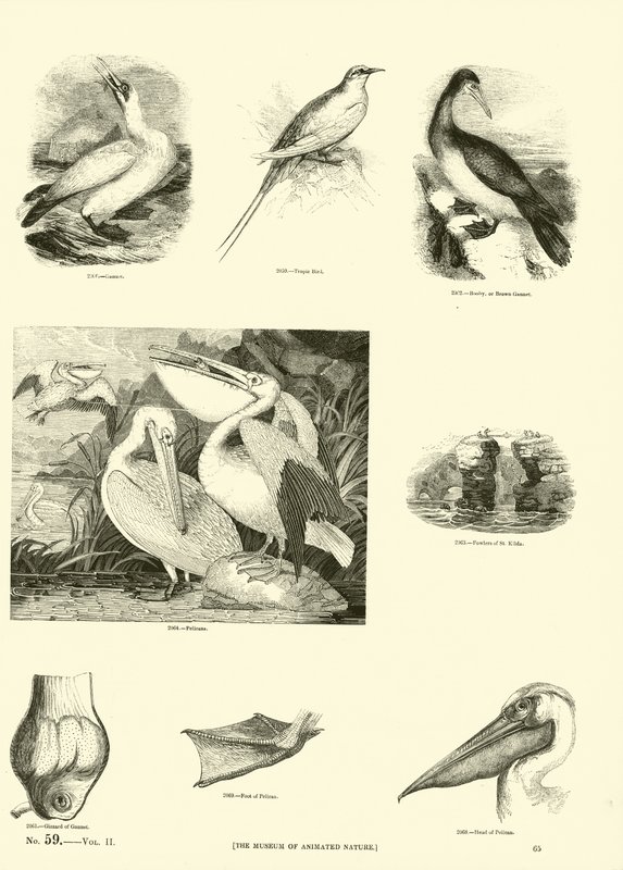 Sida från The Pictorial Museum of Animated Nature av English School