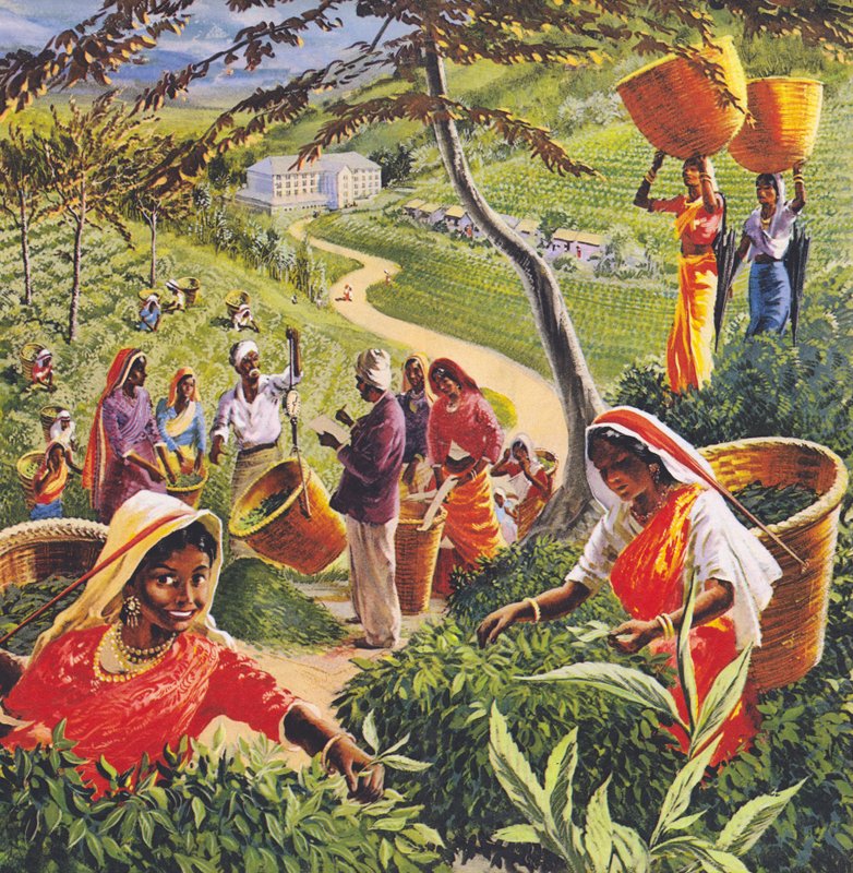 Teplantage i Ceylon, 1960-talet. av English School