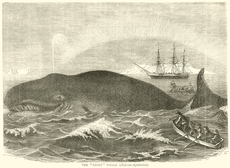 The Right Whale (Balcena Mysticetus) av English School