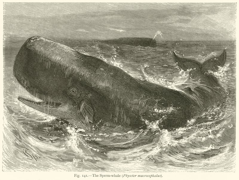 Kaskelot (Physeter Macrocephalus) av English School