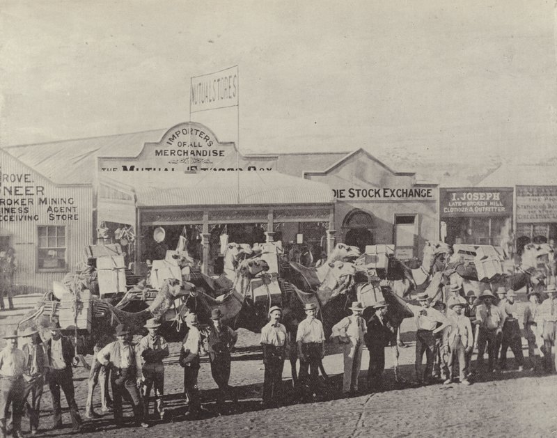 Ett kameltåg, Coolgardie, västra Australien av English Photographer