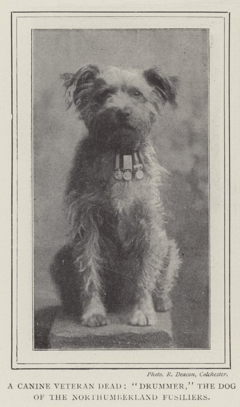 En hundveteran död, trummis, hunden från Northumberland Fusiliers av English Photographer